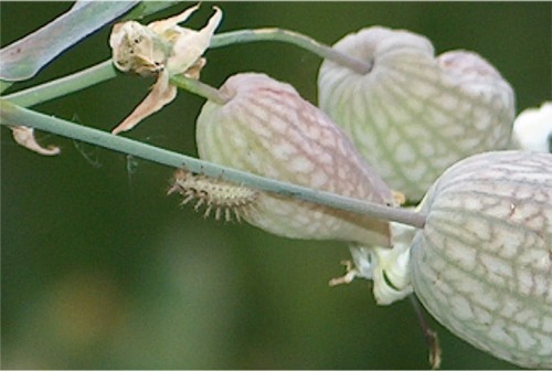 Strani mangiatori di silene